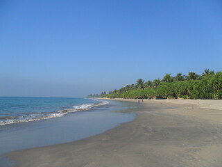 Thatch Screwpine in Saint Martin’s Island Coastal Area — Tropical Pandanus Plant Thriving along the Sandy Shores of Bangladesh