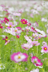 日本の秋に咲くコスモス