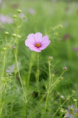 日本の秋に咲くコスモス