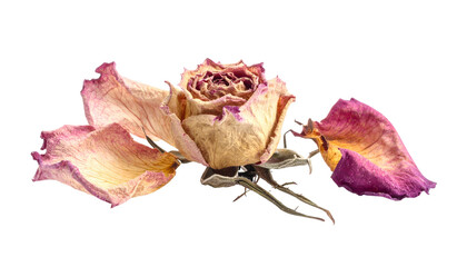 Faded rose blossom with detached petals against black backdrop