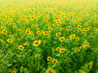 Obraz premium Harvesting sunflowers for oil in a vast field under summer sun