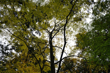 比叡山横川界隈の紅葉している木々