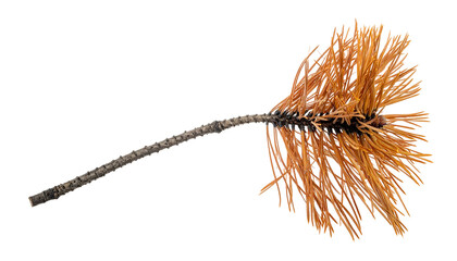 Obraz premium Twisted brush tool with bristly golden strands on black backdrop