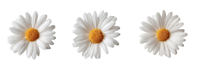 Three white daisies with outlined petals and yellow centers against a black background