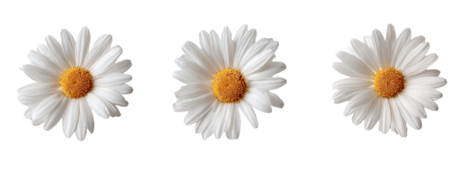 Three white daisies with outlined petals and yellow centers against a black background