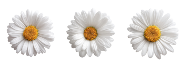 Three white daisies with yellow centers, arranged horizontally.  Each daisy is outlined with a thin black line