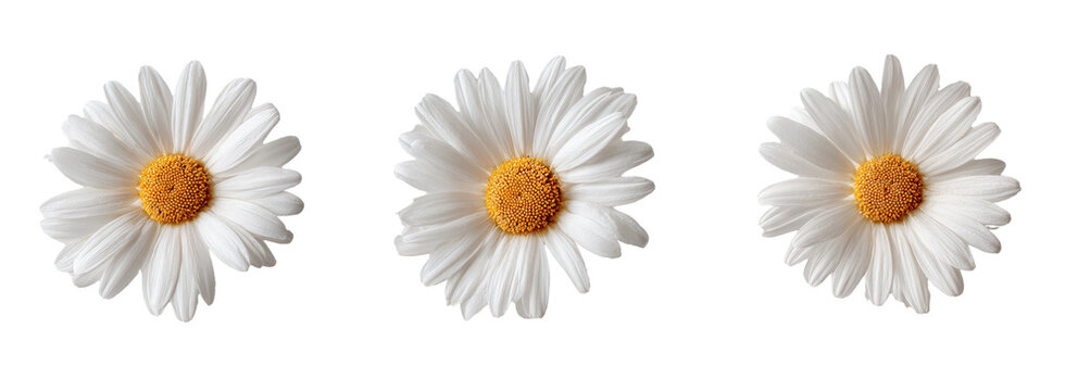 Three white daisies with outlined petals and yellow centers against a black background