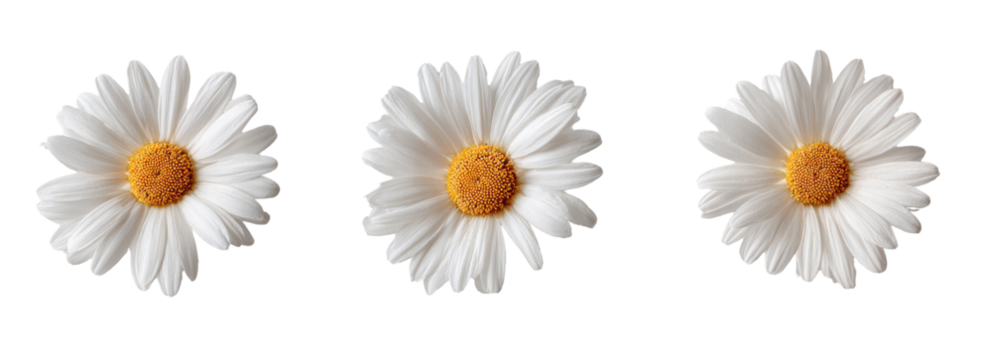 Three white daisies with outlined petals and yellow centers against a black background