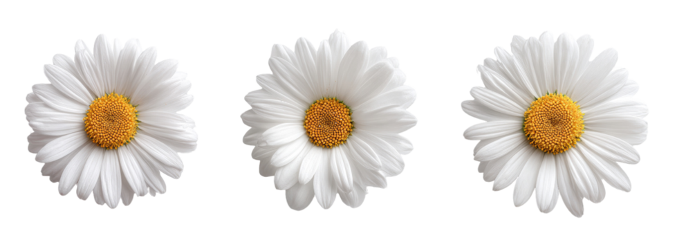 Three white daisies with yellow centers, arranged horizontally.  Each daisy is outlined with a thin black line