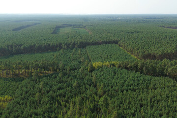 Obraz premium Young regrown forest showing nature regeneration