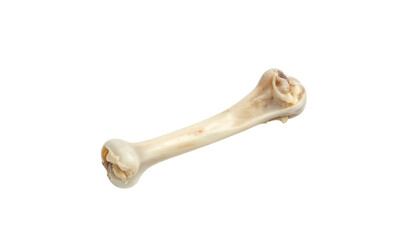 Single bone, light colored, curved form, isolated on black background