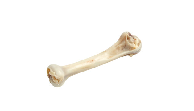 Single bone, light colored, curved form, isolated on black background