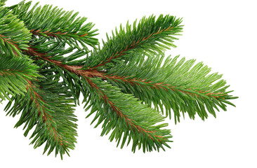 Close-up of a vibrant green fir tree branch