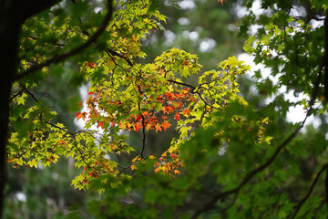 比叡山延暦寺境内の紅葉が始まった木々