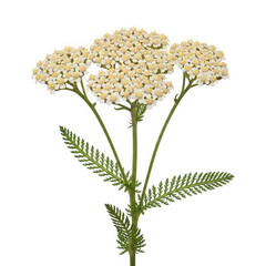 Cream yarrow flower isolated on transparent background is in full bloom