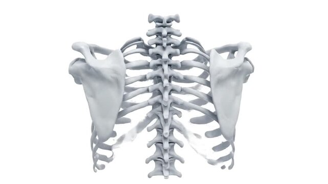 Close-up Anatomical Rib Cage Model Isolated on White Background Display