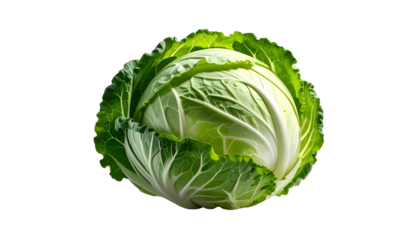 Head of green cabbage, outer leaves unfurled and fresh looking