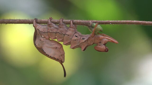 Lobster moth (Stauropus fagi), lobster prominent, moth family Notodontidae, crustacean-like appearance of caterpillar. Macro view insect in wildlife nature