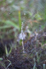 蜘蛛の巣についた水滴