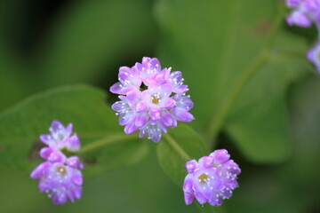 あぜ道に咲く可愛い野草