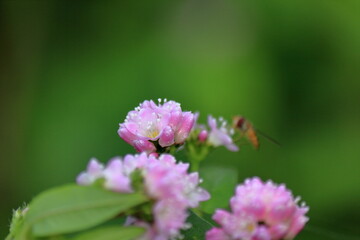 あぜ道に咲く可愛い野草