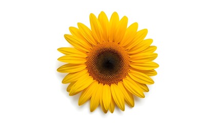 Fototapeta premium Vibrant sunflower bloom isolated on white, a symbol of happiness, warmth, and sunny vitality
