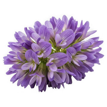 Closeup shot of a beautiful purple alfalfa flower isolated on transparent background
