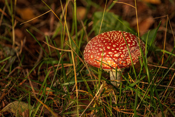 fly agaric mushroom
