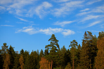 forest and sky