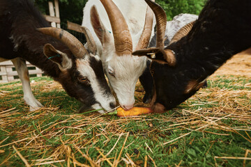 Cow eating hay close up muzzle detail