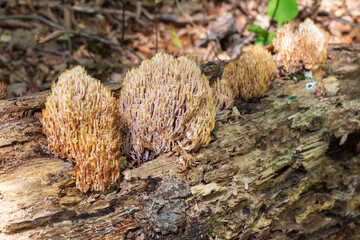Ramaria flava on a tree in its natural environment