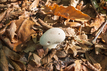 The prickly puffball (Lycoperdon perlatum) in its natural environment