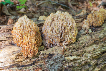 Ramaria flava on a tree in its natural environment
