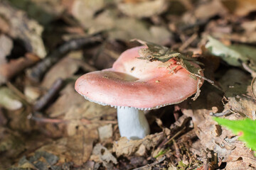 Russula rosea