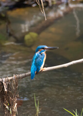Common kingfisher perched on a tree twig
