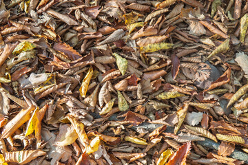Background of fallen dry beech leaves