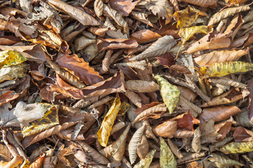 Background of fallen dry beech leaves