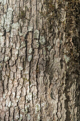 Natural wood background with lichen patterns