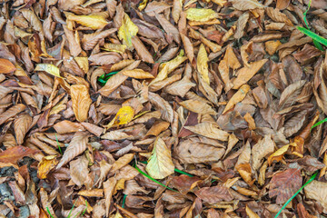 Background of fallen dry beech leaves