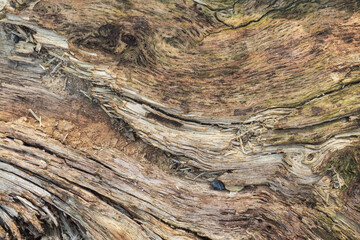 Natural wood background with cracks