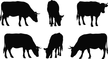 Black cow silhouettes in various standing and grazing poses, livestock animals, rural farm life, agriculture, countryside nature, vector illustration artwork design
