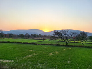 Obraz premium Golden sunset over vibrant green rice fields and distant mountains