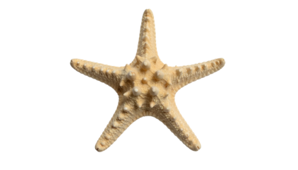 Starfish, central, beige, textured, five points