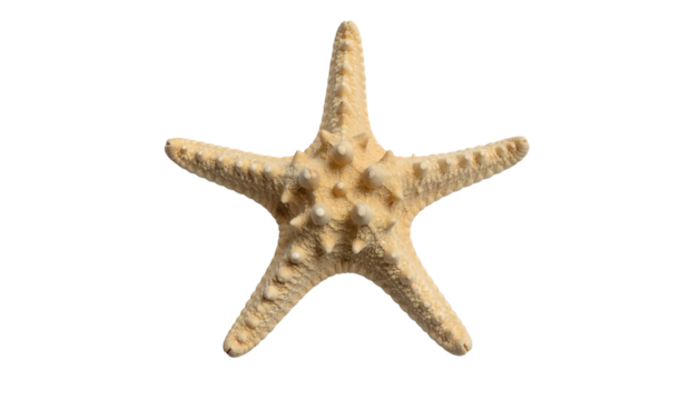 Starfish, central, beige, textured, five points