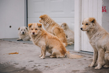 Homeless dogs on the street in shanghai, China.