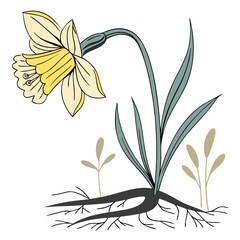 A beautiful botanical illustration of a single yellow daffodil flower with visible roots, a concept of nature's renewal