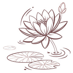 Fototapeta premium Elegant Water Lily Illustration A Detailed Botanical Drawing of Lotus Blossoms and Lily Pads