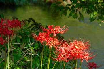 彼岸花