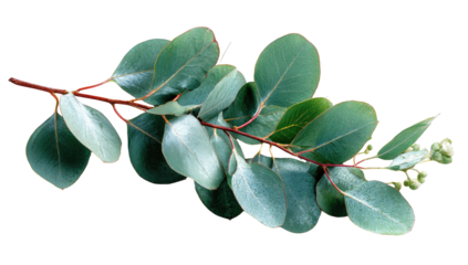 Close-up of eucalyptus branch with vibrant leaves