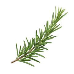 Fototapeta premium Fresh green rosemary sprig with needle like leaves on background herb plant
